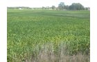 Property photo 27 - 110+/- Acres offered in 4 Tillable Tracts